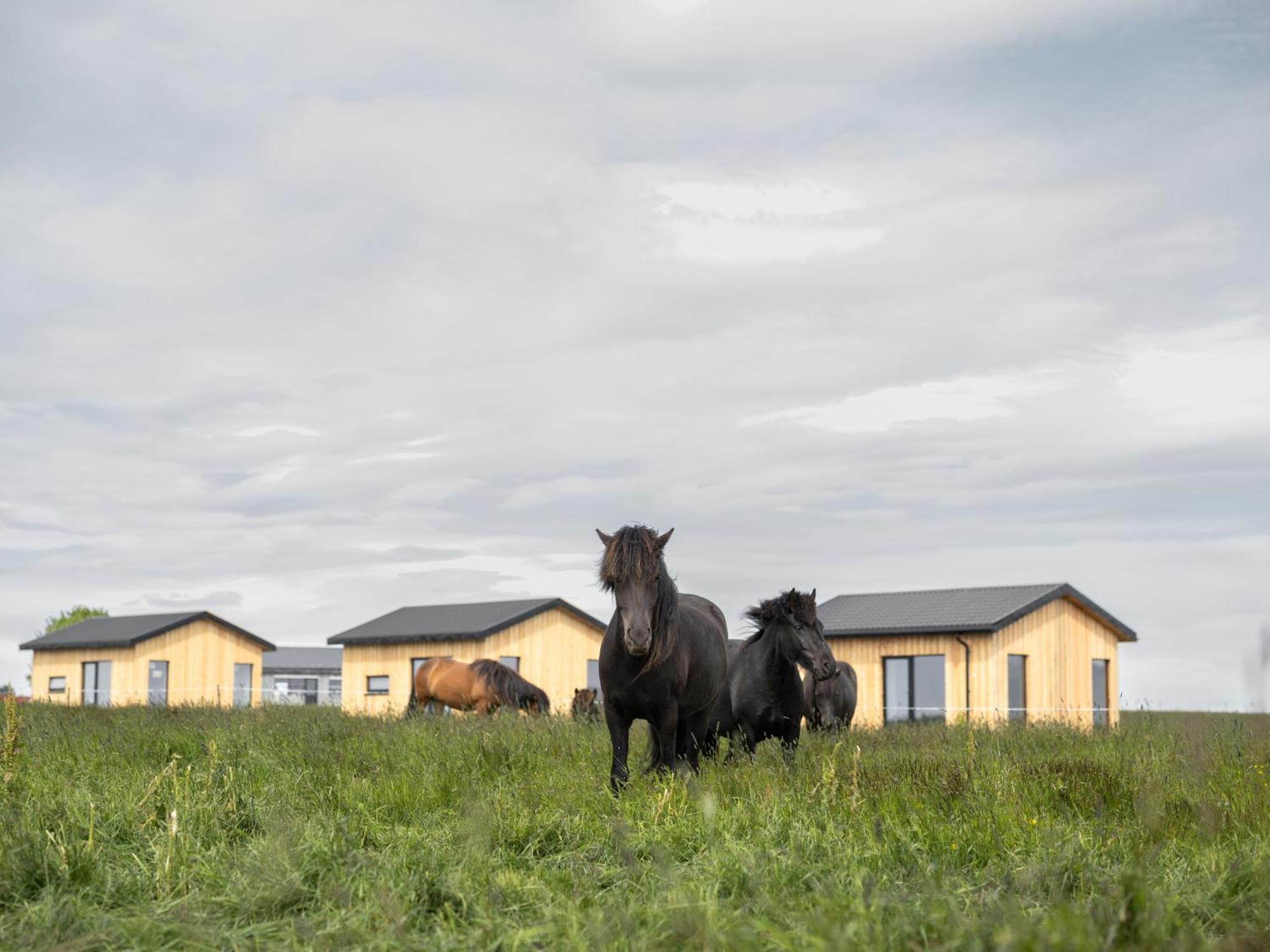 Sleeping With The Horses Apartment Hvolsvollur ภายนอก รูปภาพ